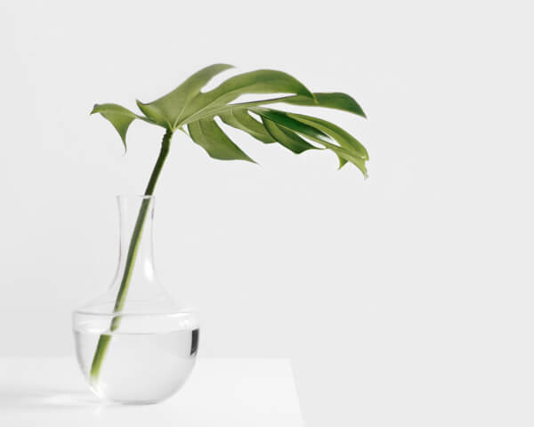 Moodbild Pflanze in Glasvase